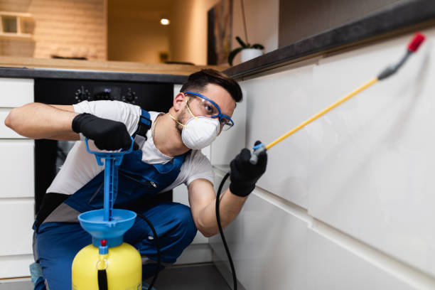 Best Termite Control Services  in Rock Falls, IL