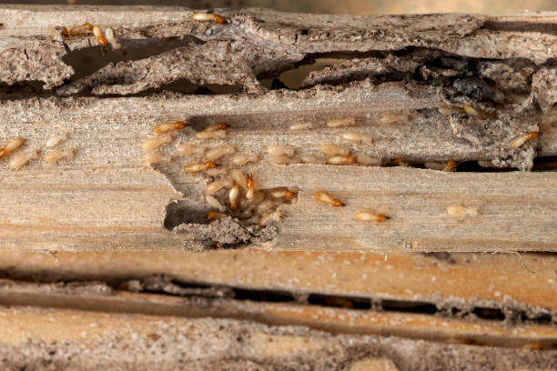 Reliable Rock Falls, IL Pest Control Solutions