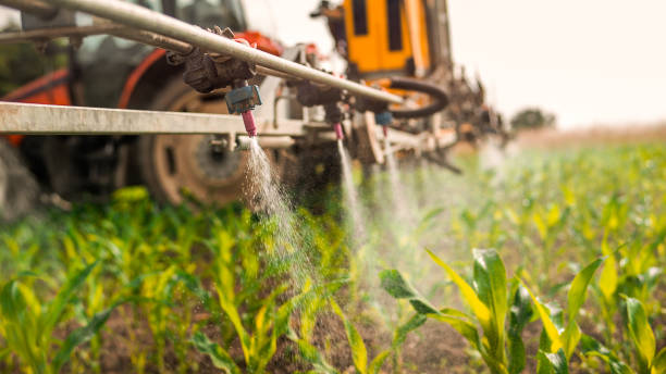 Best Pest Removal Services  in Rock Falls, IL